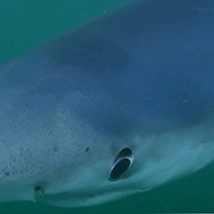 Blue Shark Close-up