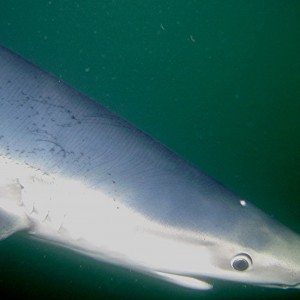 Portrait of a Blue Shark