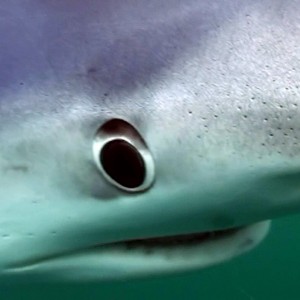 Blue Shark in Your Face