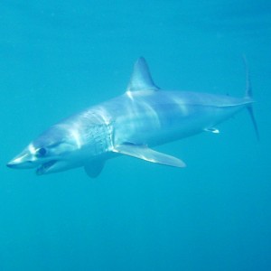 Portrait of a Mako