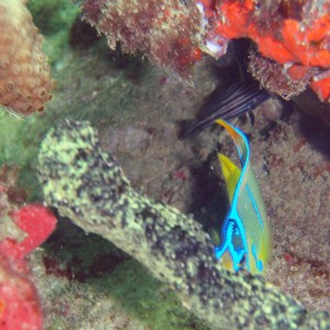 Pompano Drop-Off Beach Dive