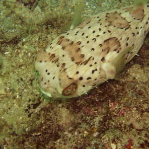 Pompano Drop-Off Beach Dive