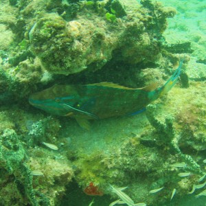 Pompano Drop-Off Beach Dive