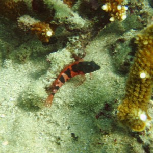 Pompano Drop-Off Beach Dive