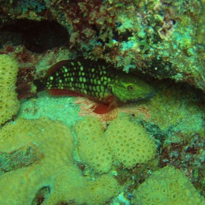 Pompano Drop-Off Beach Dive