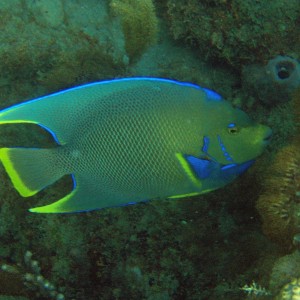 Pompano Drop-Off Beach Dive