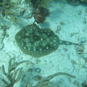 Spotted Ray - Cancun, Mexico