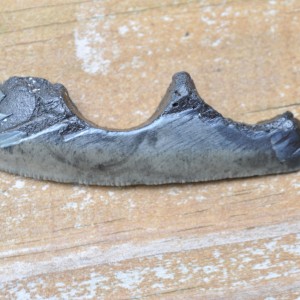 Unique Fossilized Shark Tooth