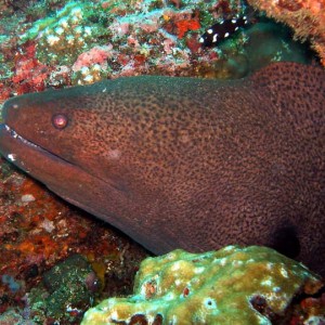 moray42