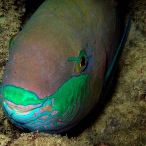 parrotfish4
