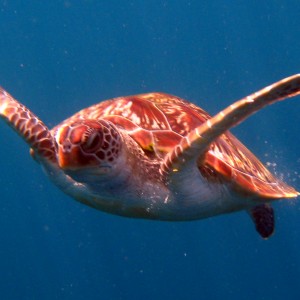 Green_Sea_Turtle_Phuket