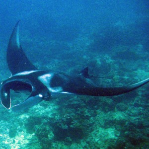 Manta_Ray_015