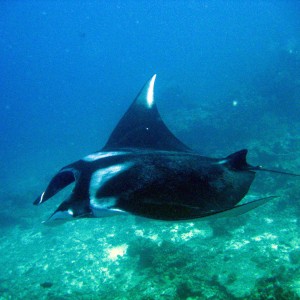 Manta_Ray_024