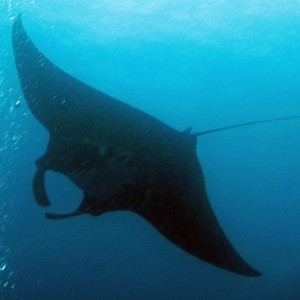 Manta_Ray_044