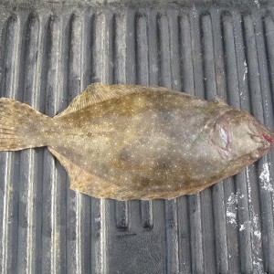 i knifed this flounder @Pensacola beach