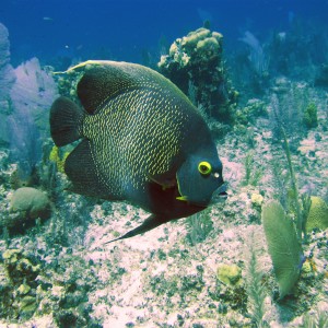 French Angelfish