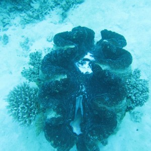 Great Barrier Reef (and Morteton Island a bit)