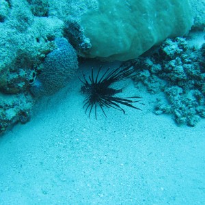 Great Barrier Reef (and Morteton Island a bit)