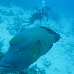 Great Barrier Reef (and Morteton Island a bit)