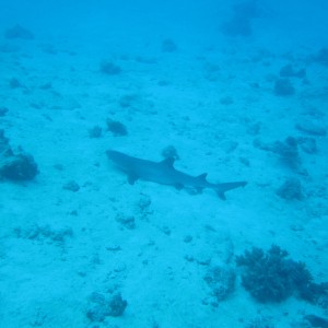 Great Barrier Reef (and Morteton Island a bit)