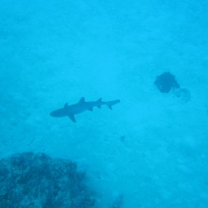 Great Barrier Reef (and Morteton Island a bit)