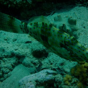 Dahab Filefish