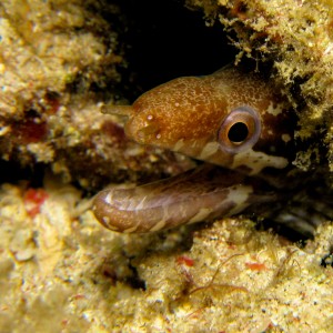 Bar tailed moray