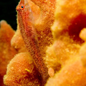 Goby on barrel sponge