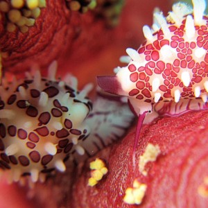 Soft coral cowries