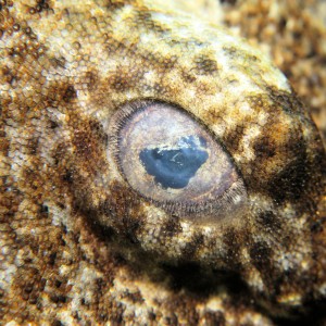 dwarf ornate wobbegong shark eye