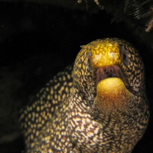 Moray