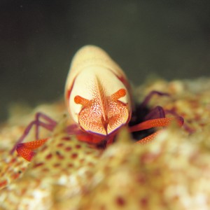 Emperor shrimp on sea cucumber