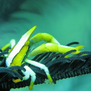 Squat lobster on crinoid