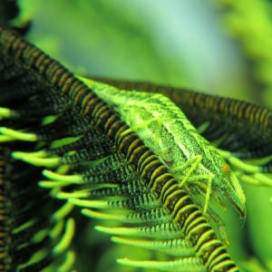 Shrimp on crinoid