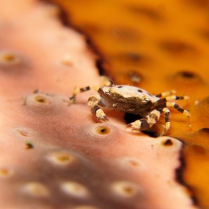 Tiny crab on sea cucumber