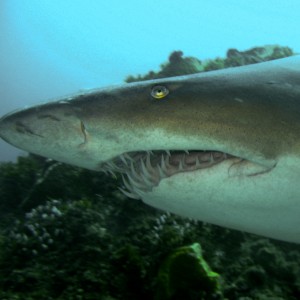 Sandtiger/ragged tooth/sand shark