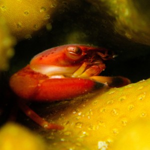 Tiny crab in hard coral