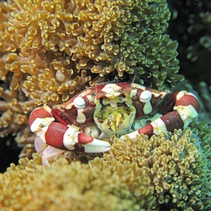 Porcelain crab