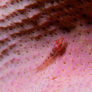 Goby on elephant ear sponge