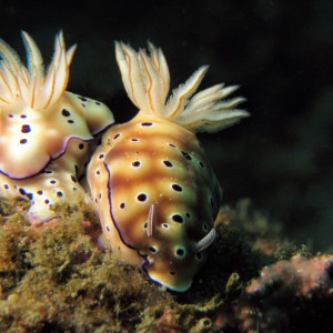 Chromodoris leopardus