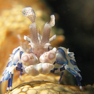 Harlequin Shrimp