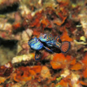 Mandarin fish mating