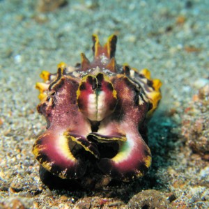 Flamboyant Cuttlefish