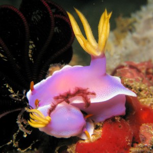 Hypselodoris apolegma with orangutang crab