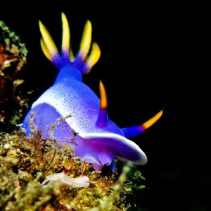 Hypselodoris apolegma and co.