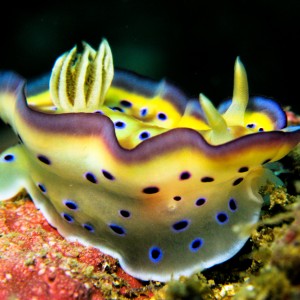 Chromodoris kuniei upskirt shot!