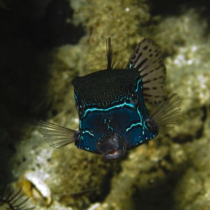 Blue boxfish