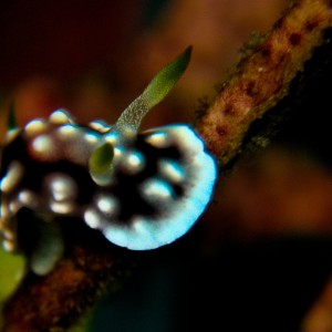 Chromodoris geometrica