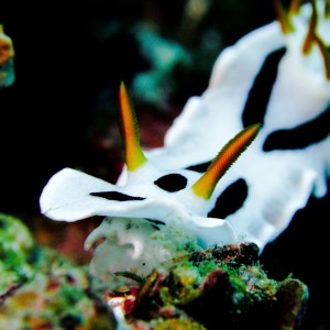 Chromodoris michaeli