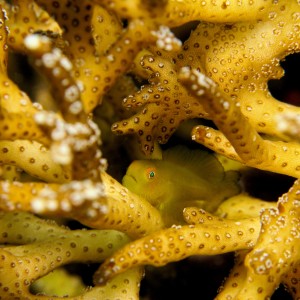 Yellow clown goby hiding